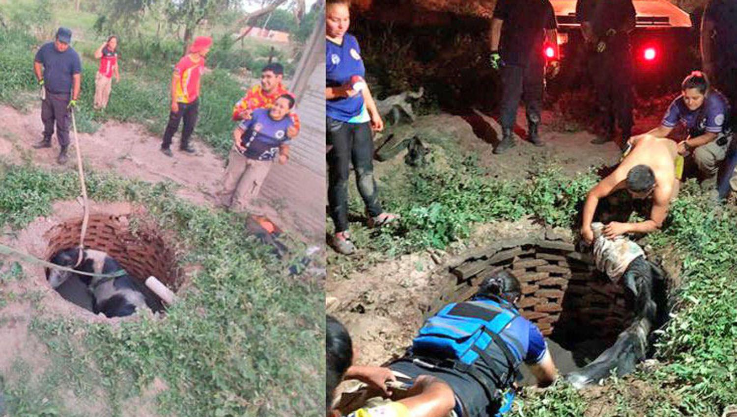 Rescataron una yegua que cayoacute en un pozo seacuteptico