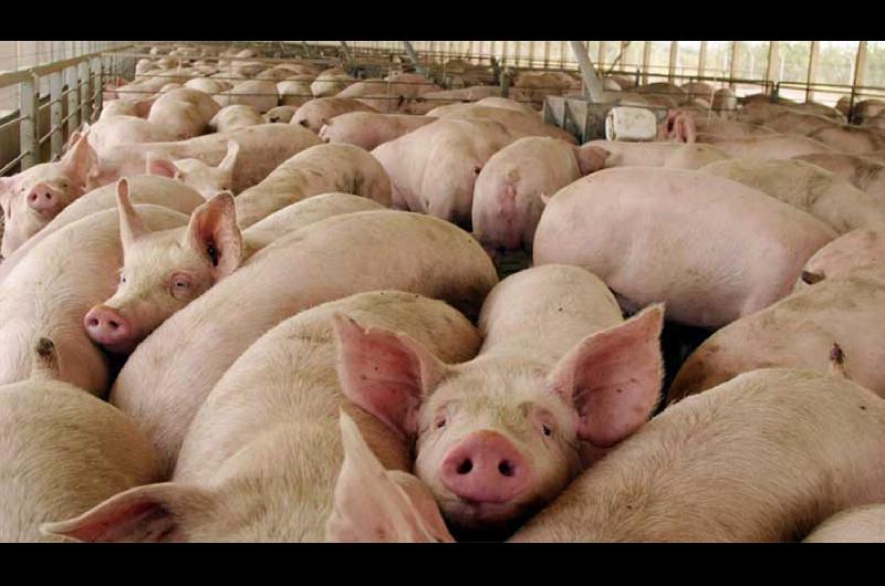 En los primeros 11 meses exportaciones de carne porcina se desplomaron 92-en-porciento-