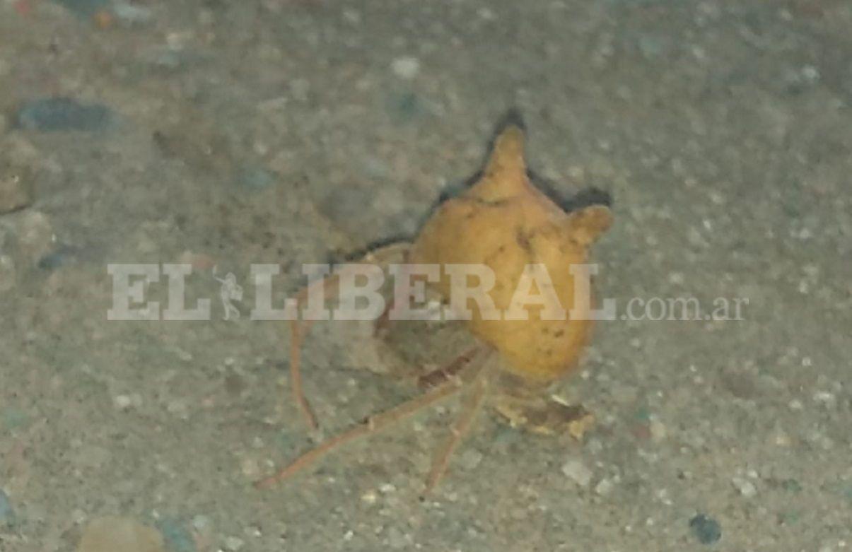 VIDEO- una terroriacutefica arantildea generoacute paacutenico en una casa del barrio General Paz
