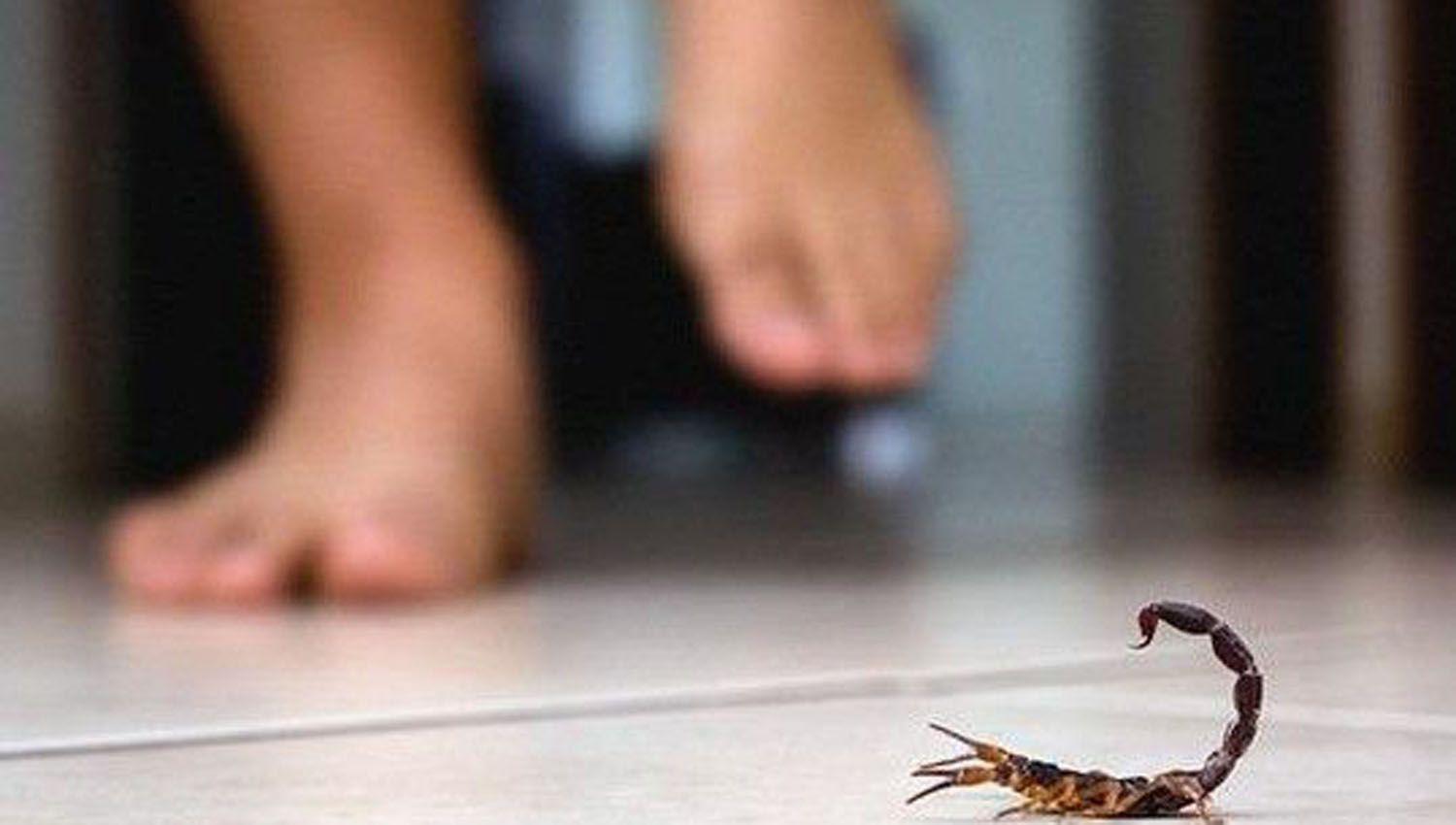 Advierten sobre la proliferacioacuten de insectos venenosos en los barrios