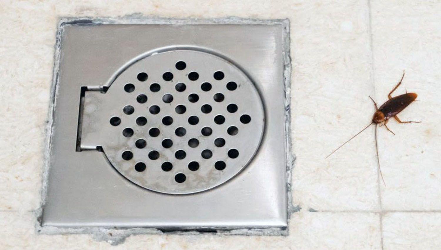 Cuaacutel es el haacutebitat que prefieren las arantildeas y alacranes- queacute medidas adoptar para evitar su presencia