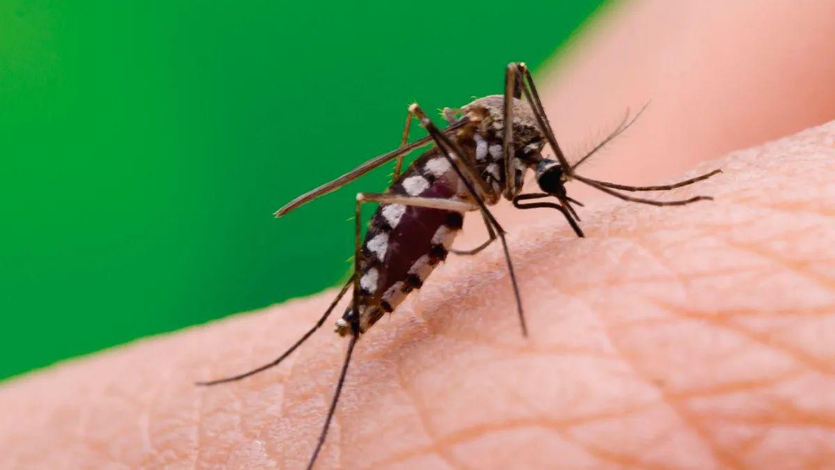 Instan a reforzar las medidas de prevencioacuten para evitar la proliferacioacuten del dengue