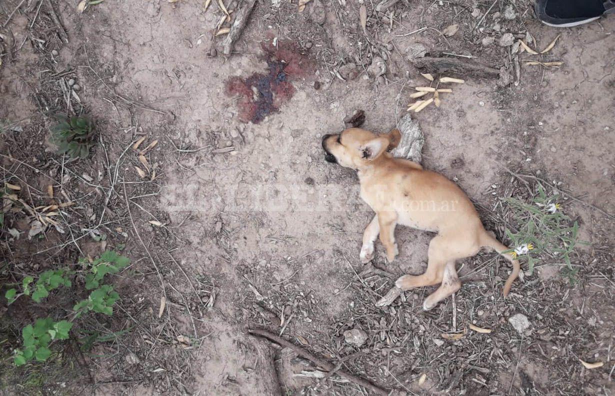 VIDEO  Escalofriante- mataron a puntildealadas a seis perritos abandonados en Loreto