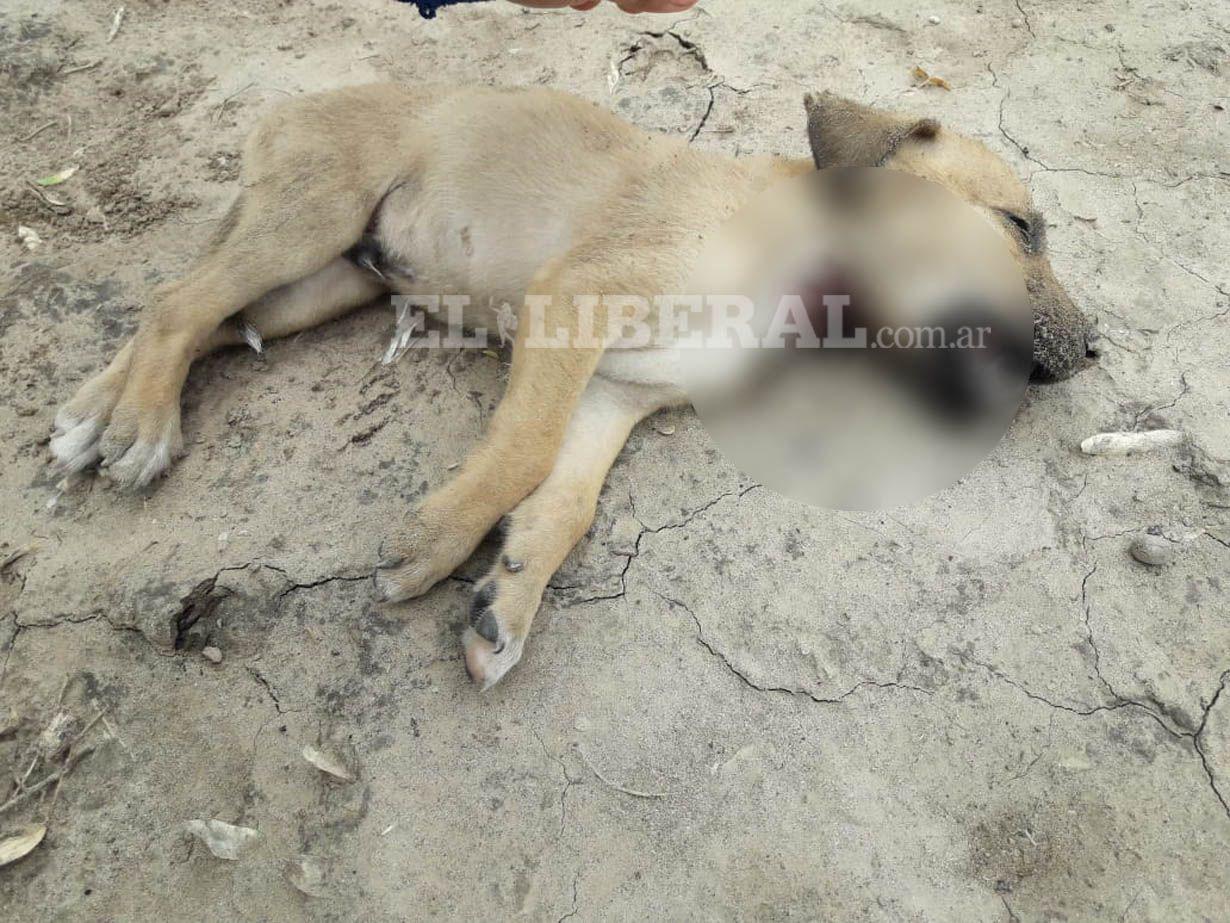 VIDEO  Escalofriante- mataron a puntildealadas a seis perritos abandonados en Loreto