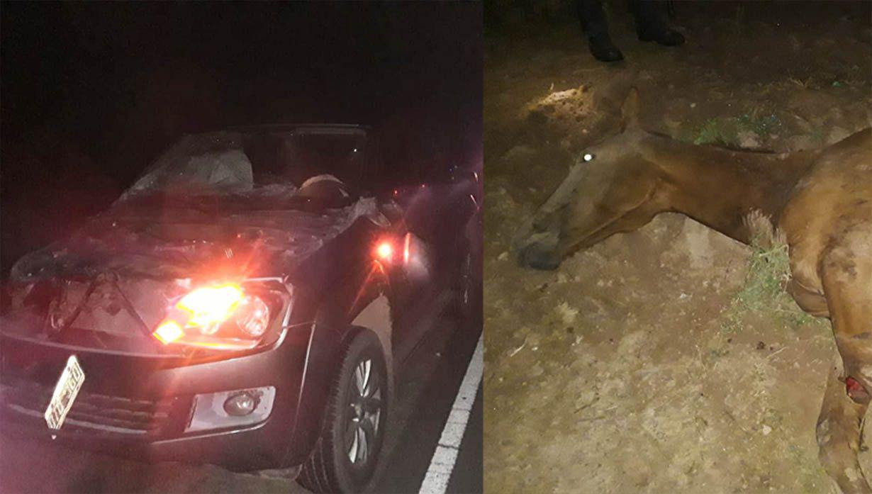 Ruta 92- un conductor se salvoacute de milagro tras chocar contra un caballo cerca de Antildeatuya