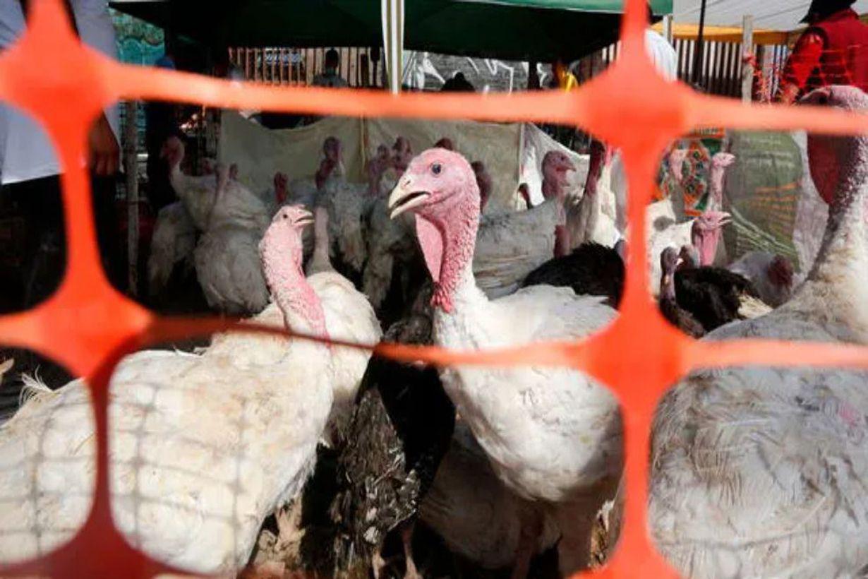 El Senasa detectoacute tres nuevos casos positivos de influenza aviar en aves de traspatio y silvestres