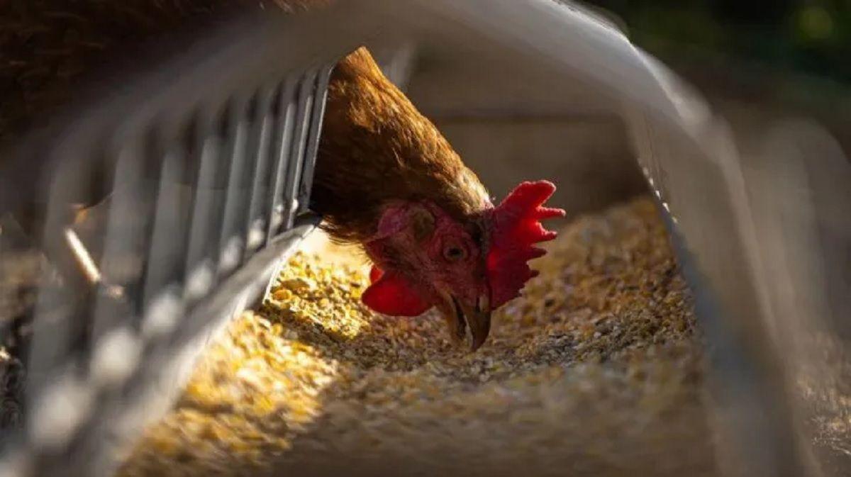 El Senasa confirmoacute maacutes casos de gripe aviar y piden a los productores estar alertas