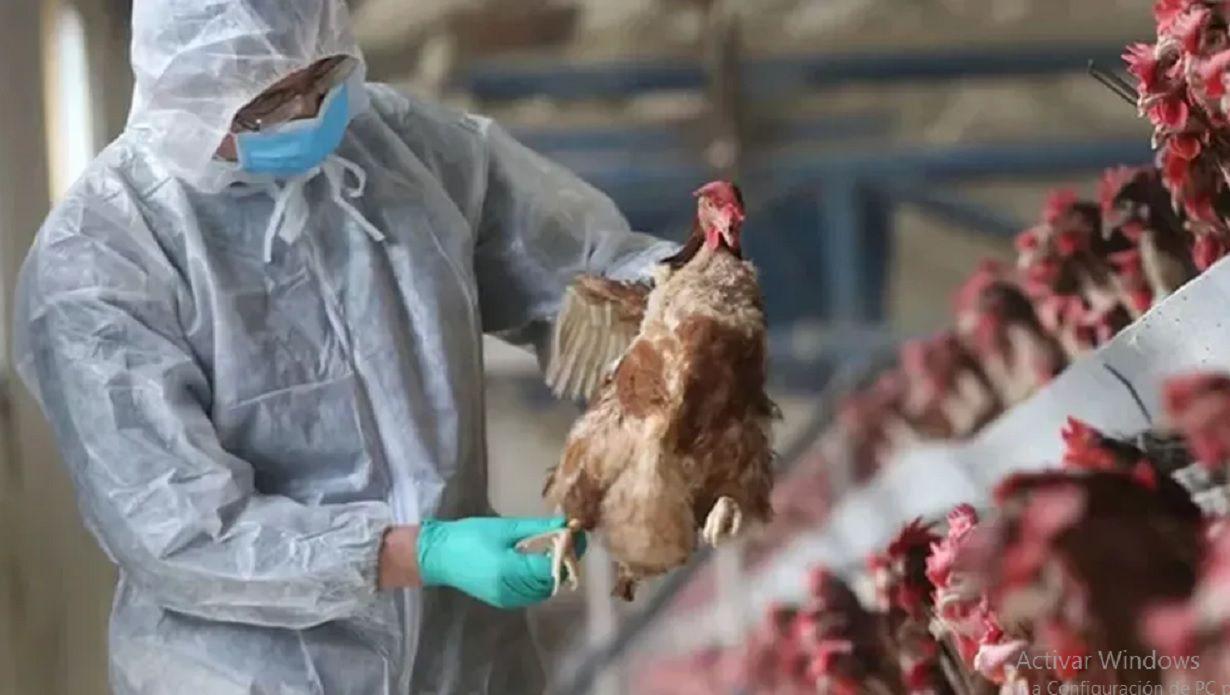 El Senasa confirmoacute cuatro nuevo casos positivos de influenza aviar en Coacuterdoba