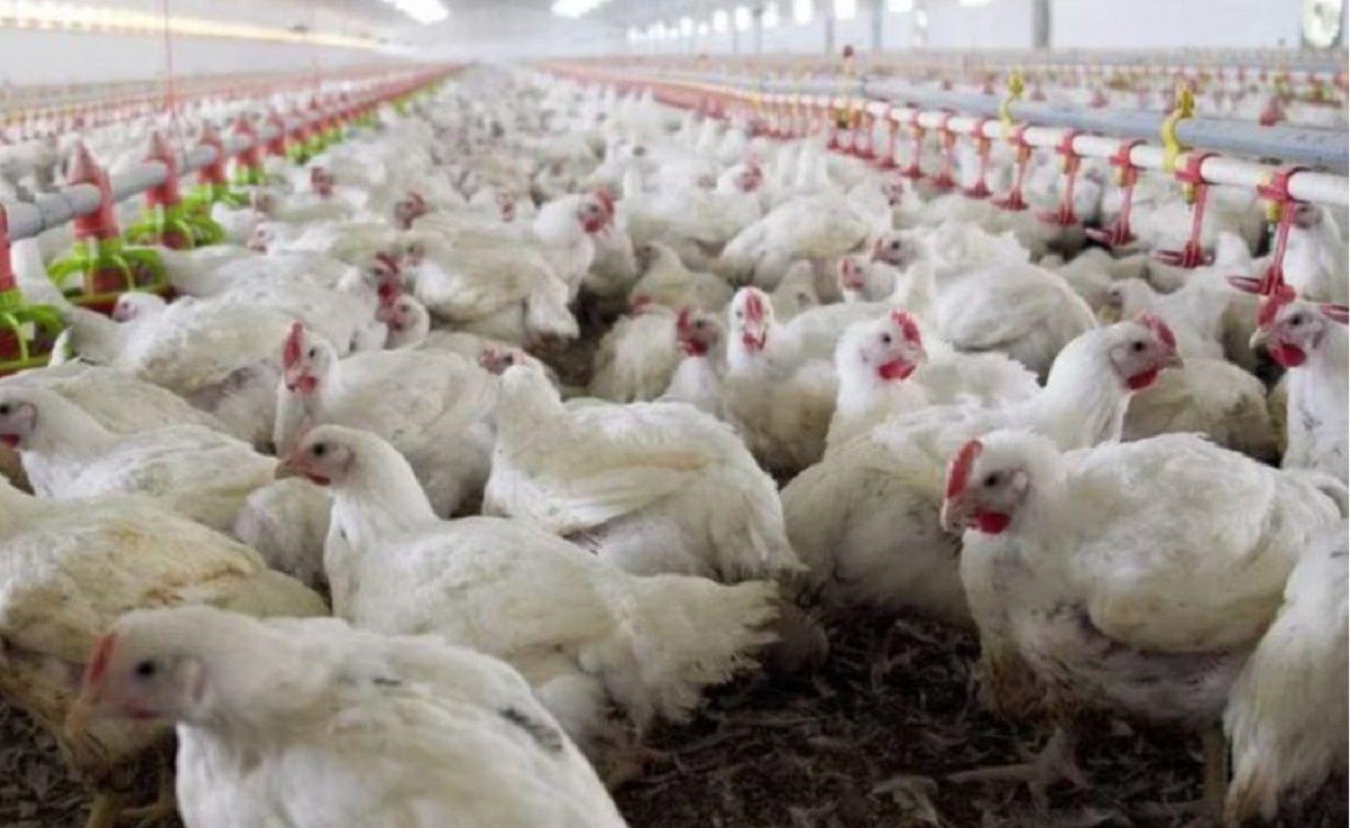 Alerta- el Senasa confirmoacute cuatro nuevos casos de gripe aviar y suman 30 las detecciones