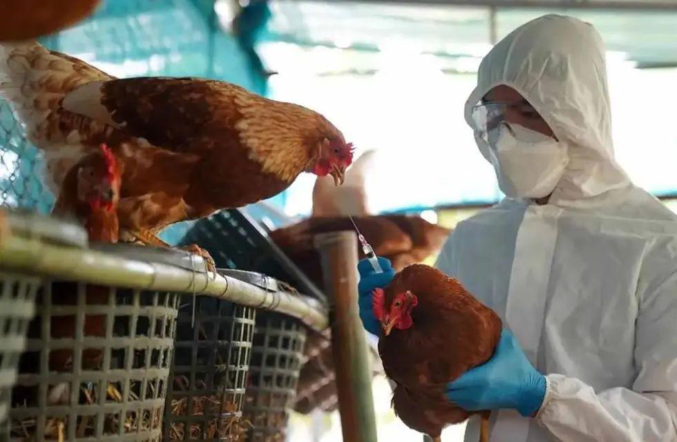 URGENTE  Confirman el primer caso de Gripe Aviar en Santiago del Estero
