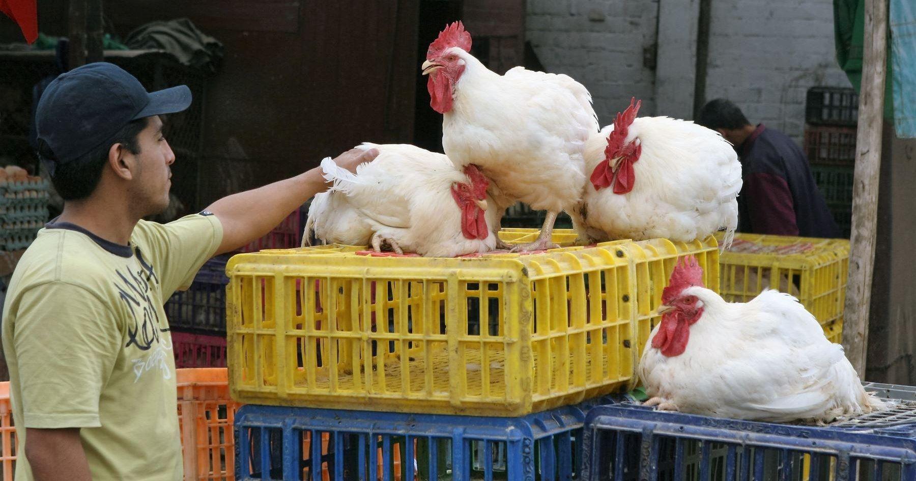 Gripe Aviar en Santiago del Estero- las medidas de cuidado recomendadas por el Ministerio de Salud