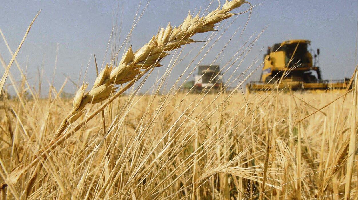 Brasil aproboacute ingreso del trigo argentino resistente a sequiacutea