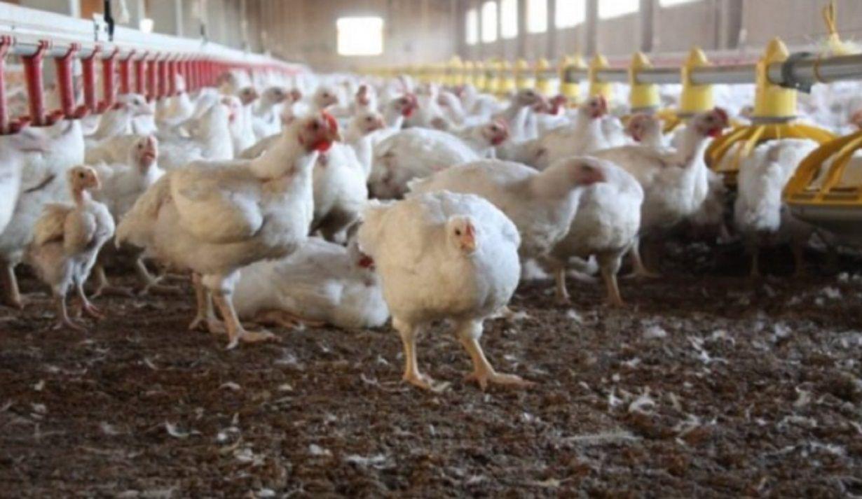 En la uacuteltima semana se registraron ocho nuevos casos de gripe aviar en el paiacutes