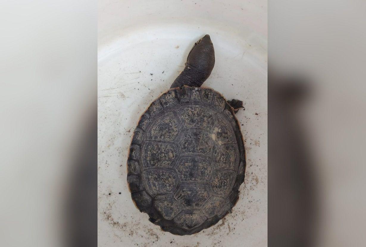 Bandentildeo llevaba una tortuga acuaacutetica en la mochila y fue descubierto