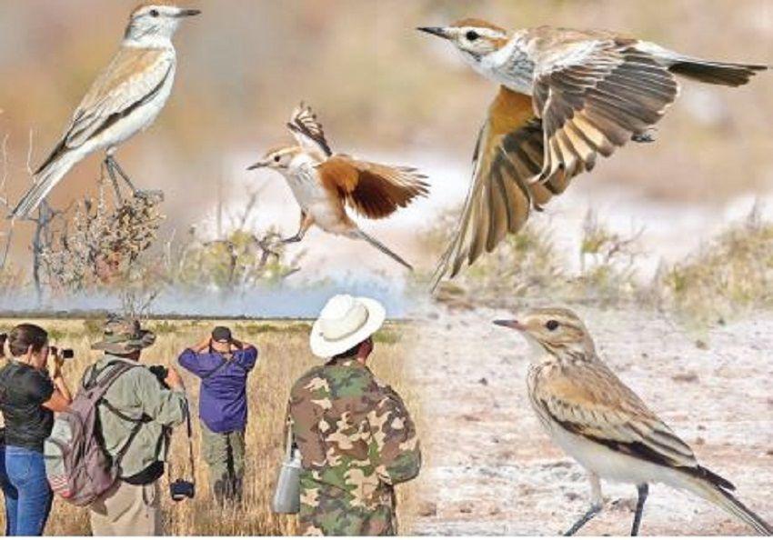 Organizan viaje tras la monjita salinera a Guanaco Sombriana