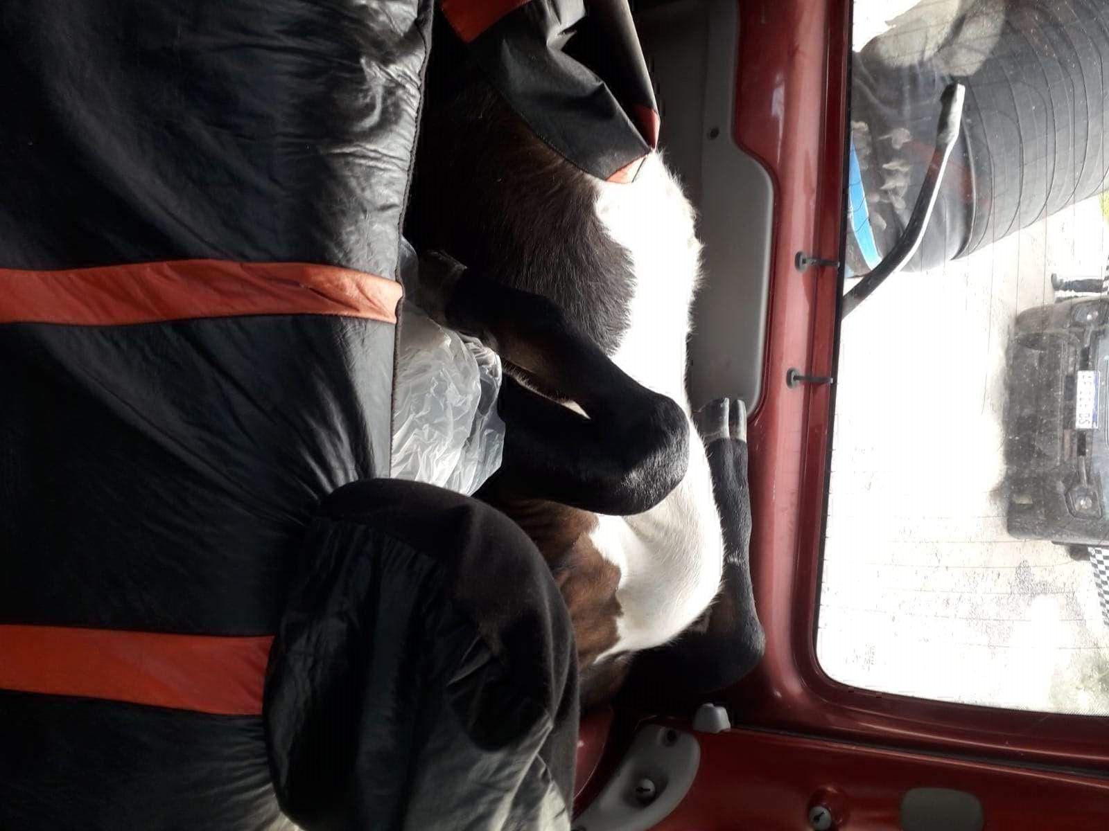 Tres cuatreros llevaban una vaca en bauacutel de un utilitario