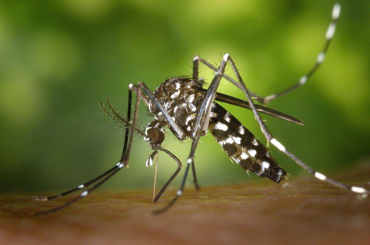 Dengue- iquestel problema es el mosquito