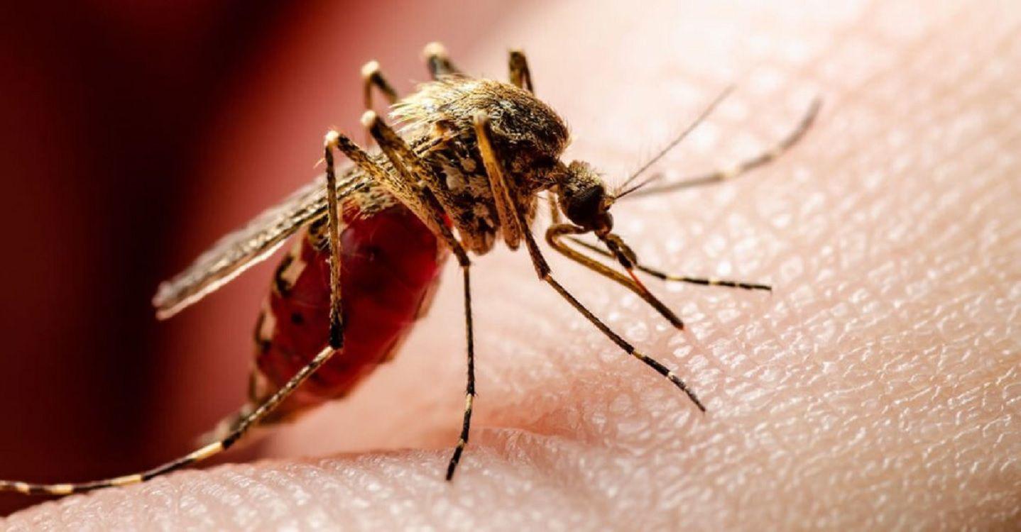 Suman maacutes de 16100 los casos de dengue en el paiacutes