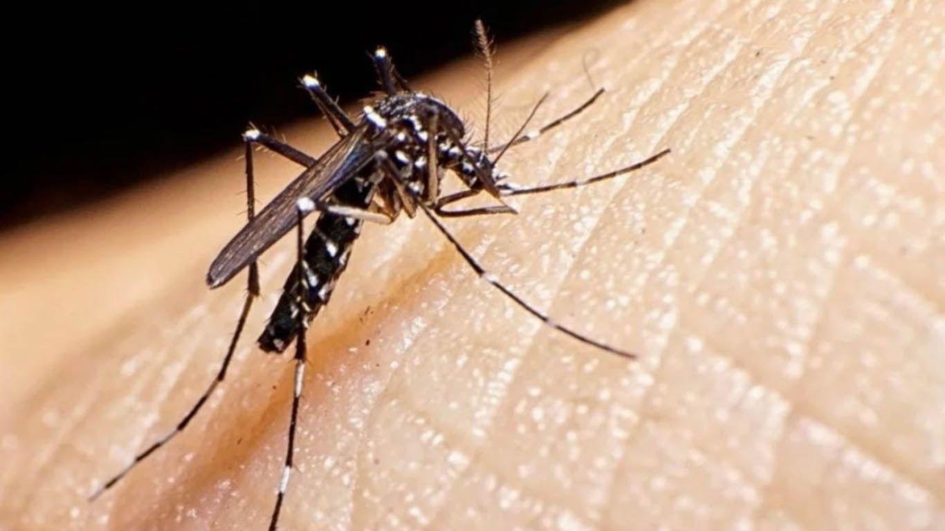 Coacutemo se realiza el diagnoacutestico cuando tenemos siacutentomas de Dengue