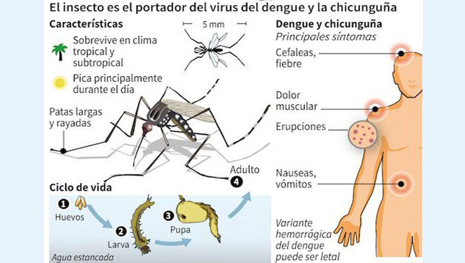 Se confirmaron maacutes de 28 mil casos de dengue en el paiacutes