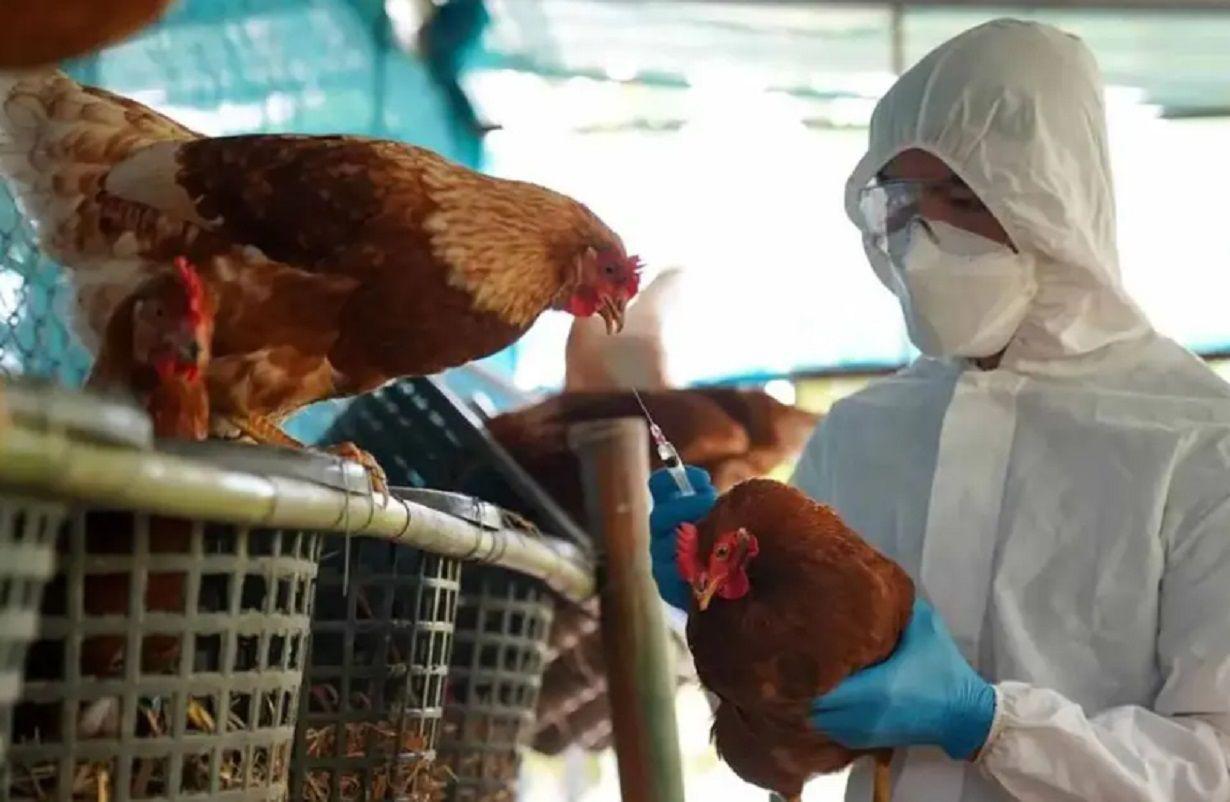 El Senasa confirmoacute dos casos de influenza aviar en aves de traspatio