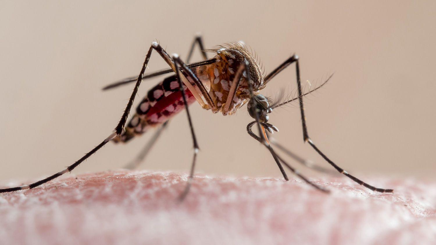 Reporte semanal de casos de Dengue en Santiago del Estero