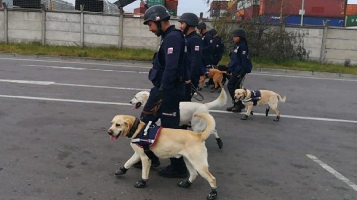 En el Diacutea del Animal jubilaron a 14 perros que participaban en operativos aduaneros