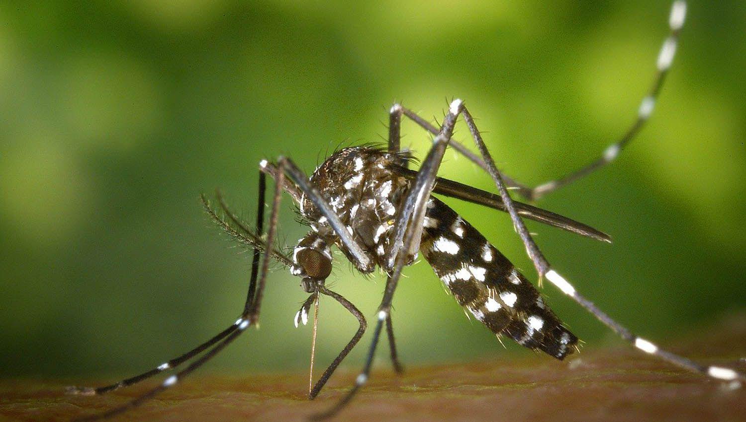 Pico histoacuterico de casos de dengue- ya se contagiaron 71717 personas