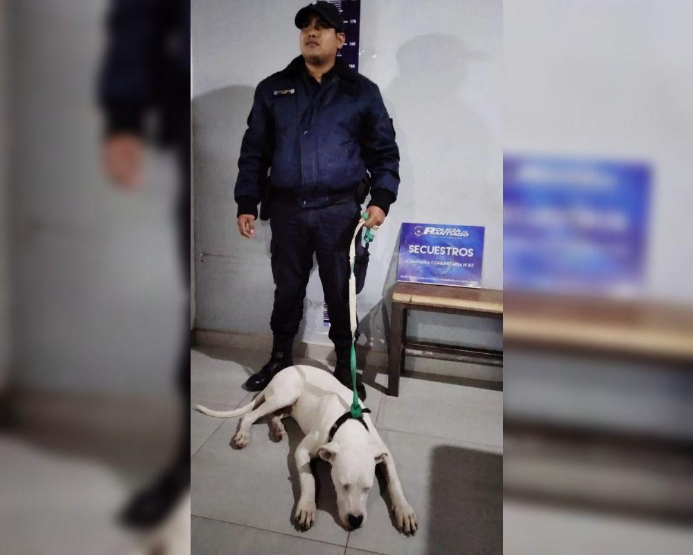De vuelta a casa- policiacutea recupera a una doga que habiacutea sido robada