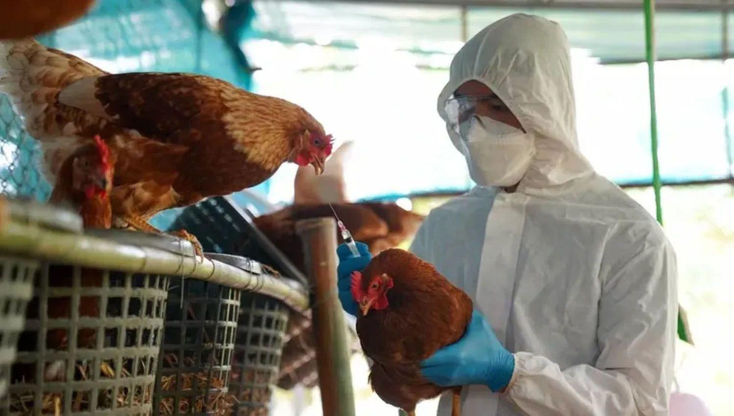 El Senasa confirmoacute dos nuevos casos de influenza aviar en el paiacutes