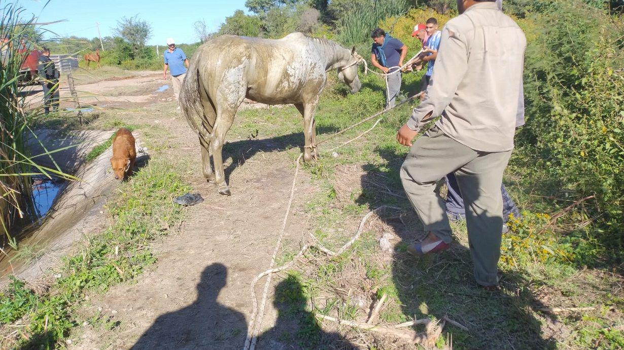 Vecinos y efectivos policiales lograron rescatar a un caballo que se ahogaba en una represa
