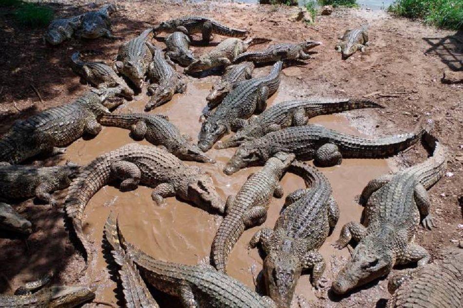 Un hombre camboyano muere despedazado por 40 cocodrilos