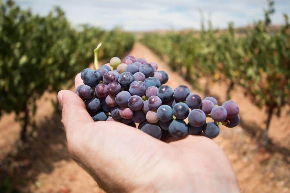 Daraacuten 500 millones a productores vitiviniacutecolas en situacioacuten de riesgo