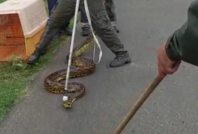 FOTOS  Gendarmes rescatan una imponente serpiente y a canarios en cautiverio