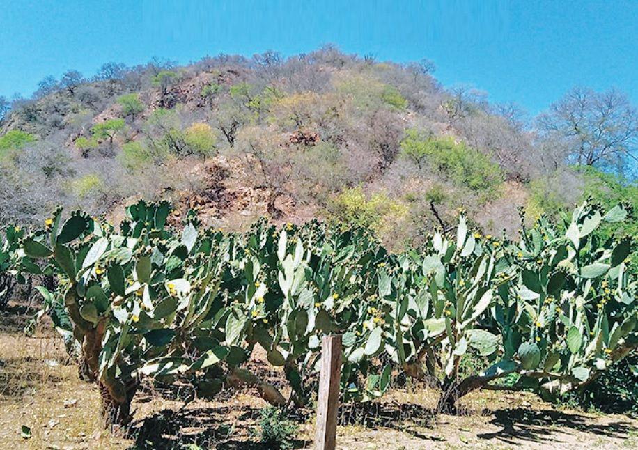 Las tunas de la zona de Choya y Guasayaacuten un alimento muy saludable