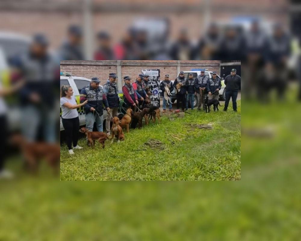 Rescatan 13 perros que eran viacutectimas de maltrato