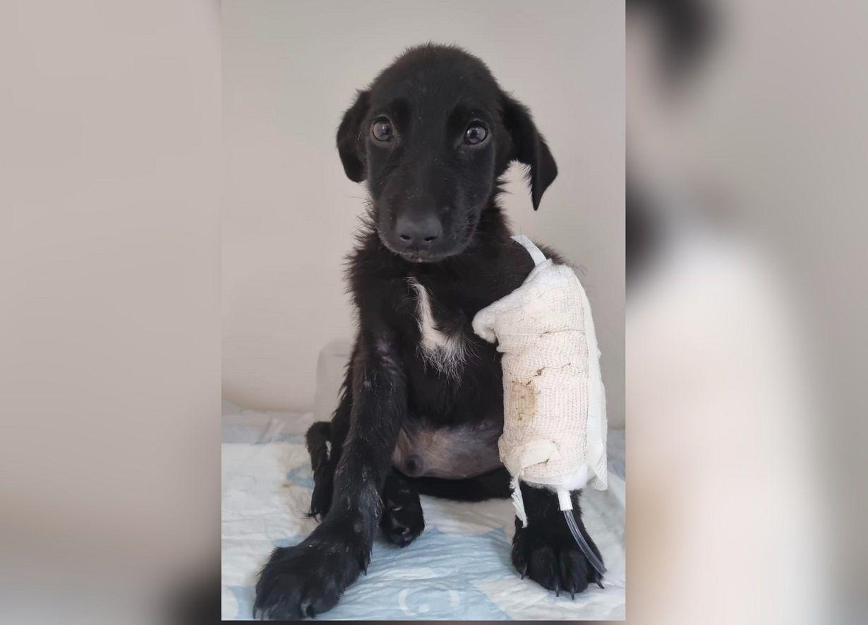 Nagibe Abbud Chaparro actriz y cantante mexicana una feacuterrea defensora de los animales