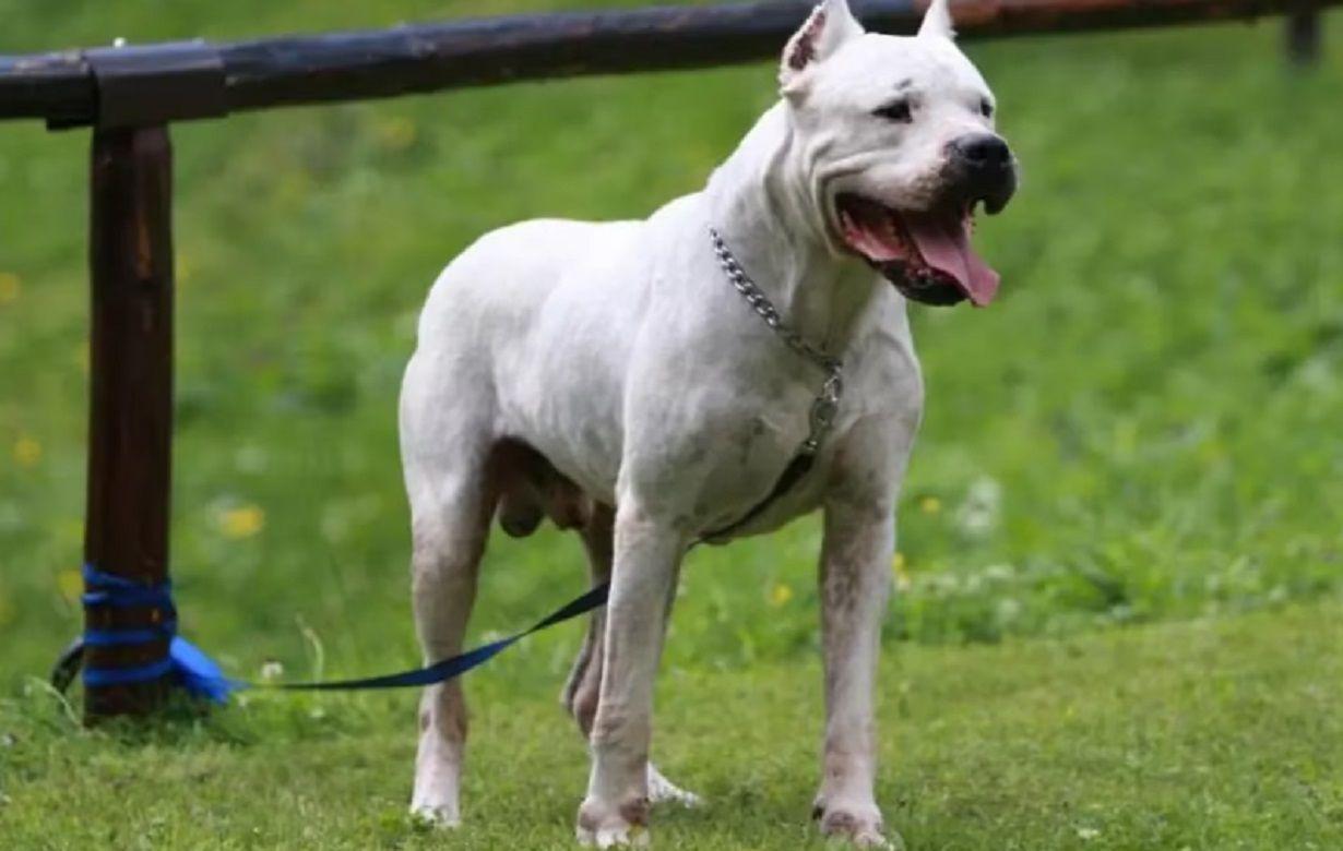 Dogo chocoacute a un nintildeo de 4 antildeos y lo dejoacute inconsciente