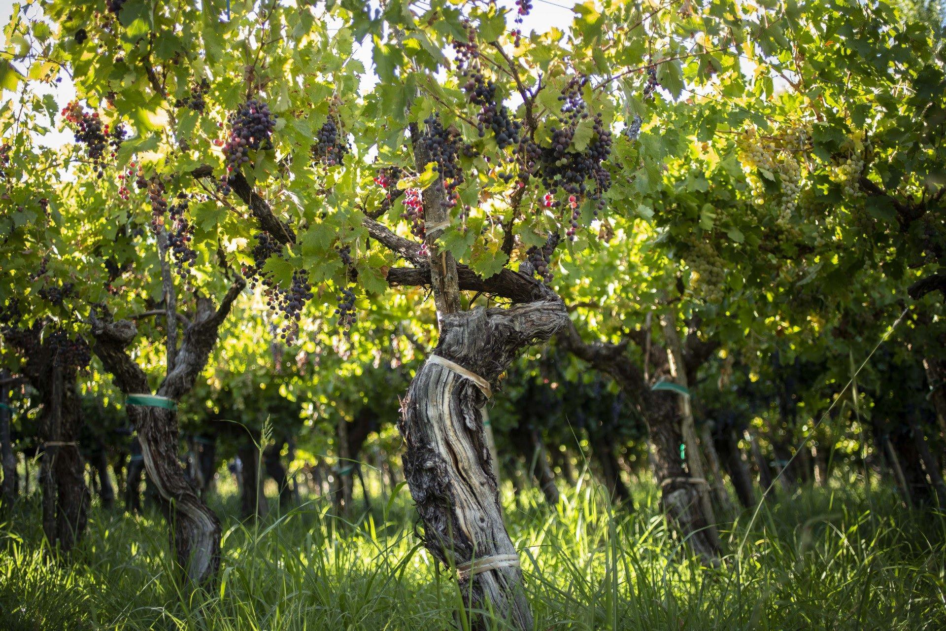 iquestQueacute es la uva criolla La estrella del momento en el mundo de los vinos