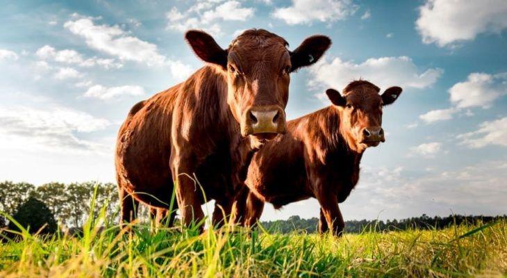 Ganaderiacutea- comienzan a aparecer signos de recuperacioacuten