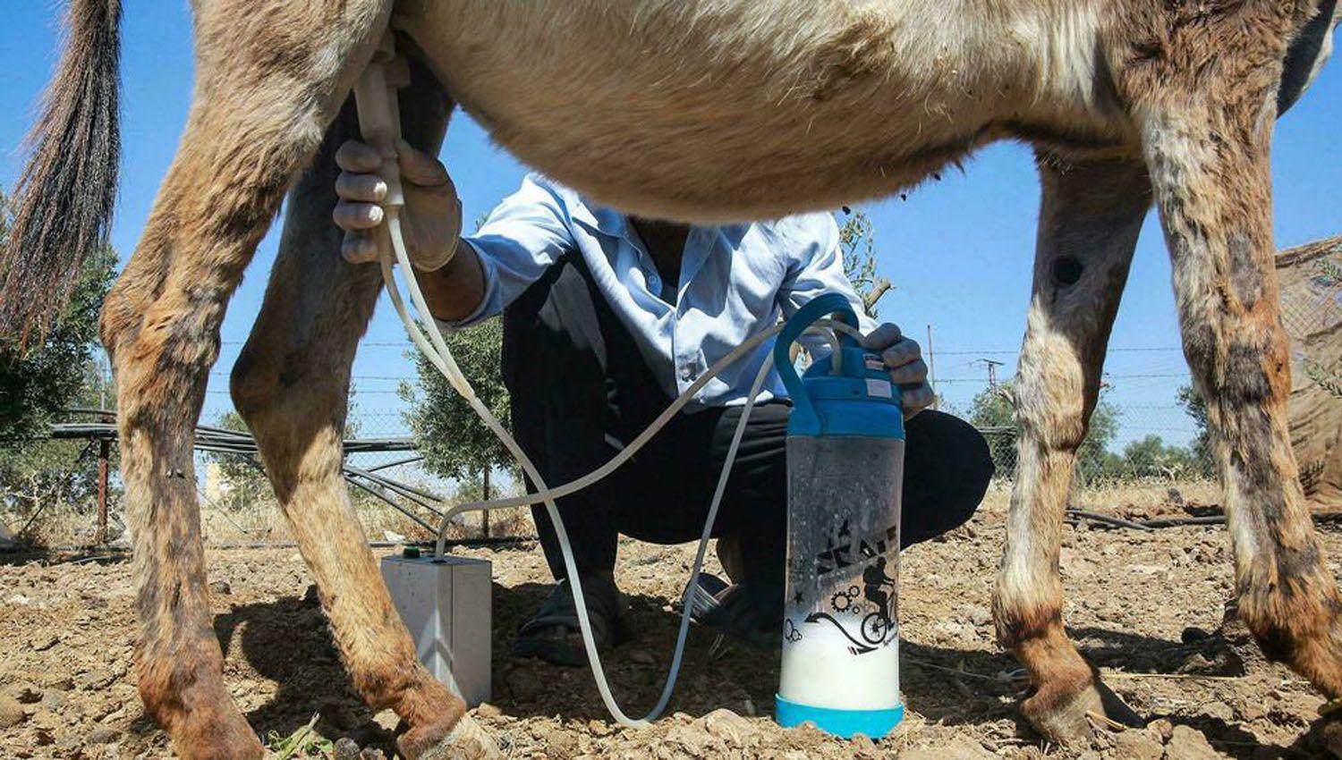 Impulsan la produccioacuten de leche de burra para personas aleacutergicas