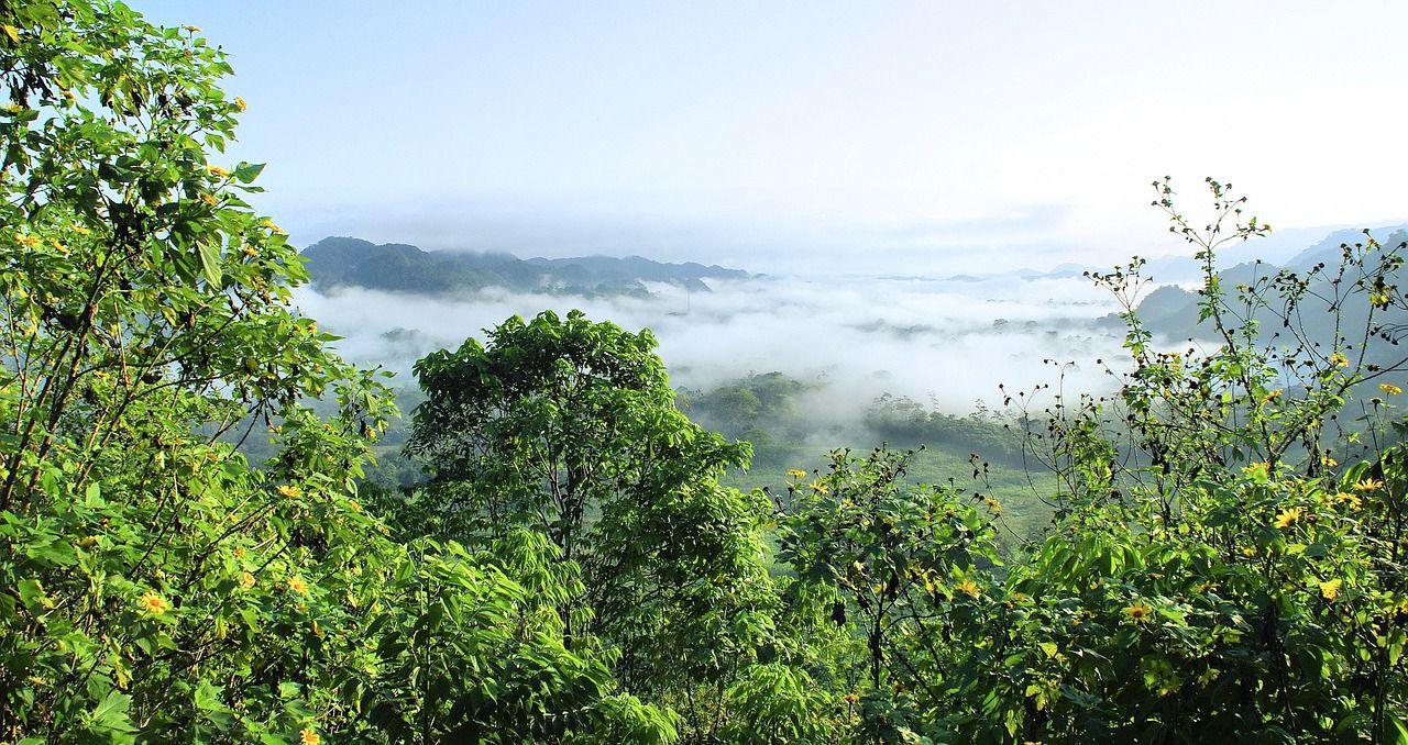 Innovacioacuten y coordinacioacuten para luchar contra la deforestacioacuten ilegal en la Amazoniacutea