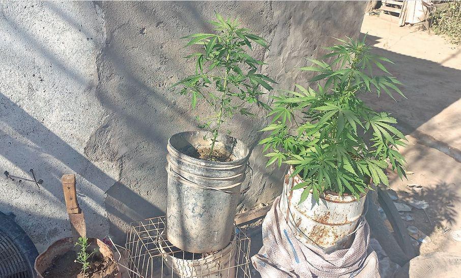 Buscaban a abusador y hallaron una plantacioacuten de cannabis sativa