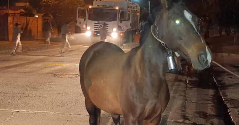 Animales sueltos- Realizan amplios operativos en rutas nacionales y provinciales