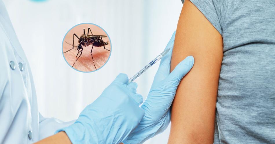 En noviembre estaraacute disponiblla vacuna contra el dengue