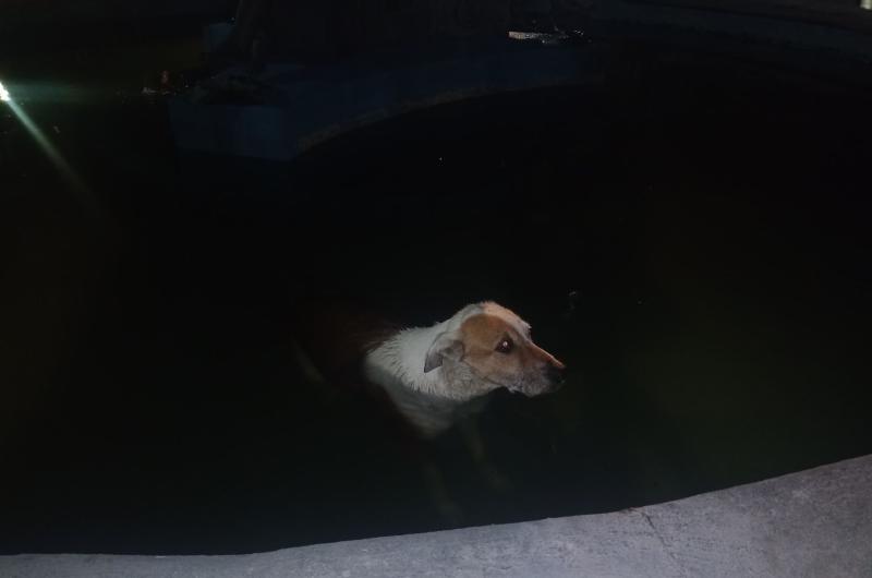 Emotivo rescate de un perrito que habiacutea caiacutedo en la fuente de la Plaza Libertad