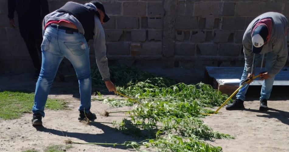 Lo buscaban por balear a rival y le hallan vivero de Cannabis en la casa