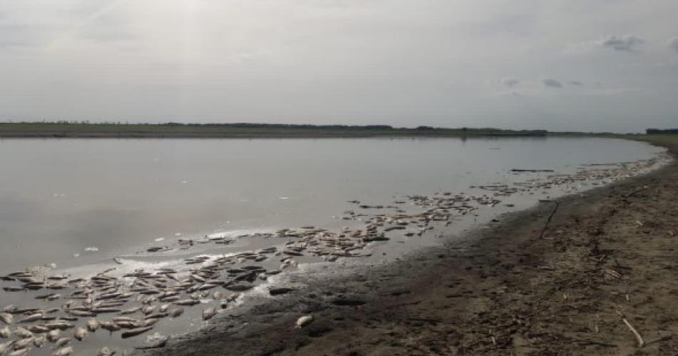 Gendarmeriacutea allanoacute a 10 ingenios tucumanos por la mortandad de peces