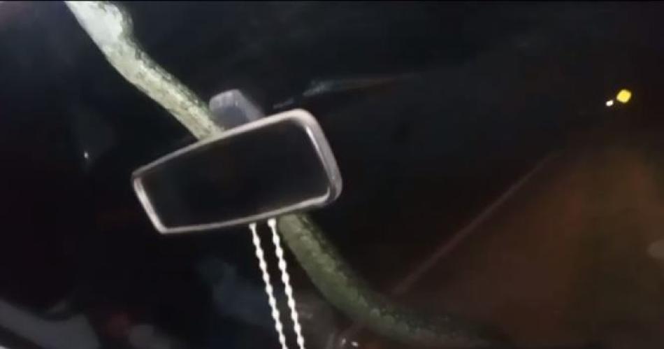 iexclQueacute susto Una lampalagua se paseoacute por el capot de una combi