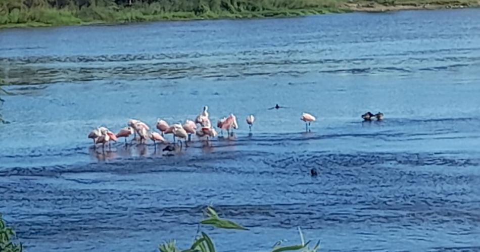 VIDEO Parecen flamencos pero son espaacutetulas rosadas